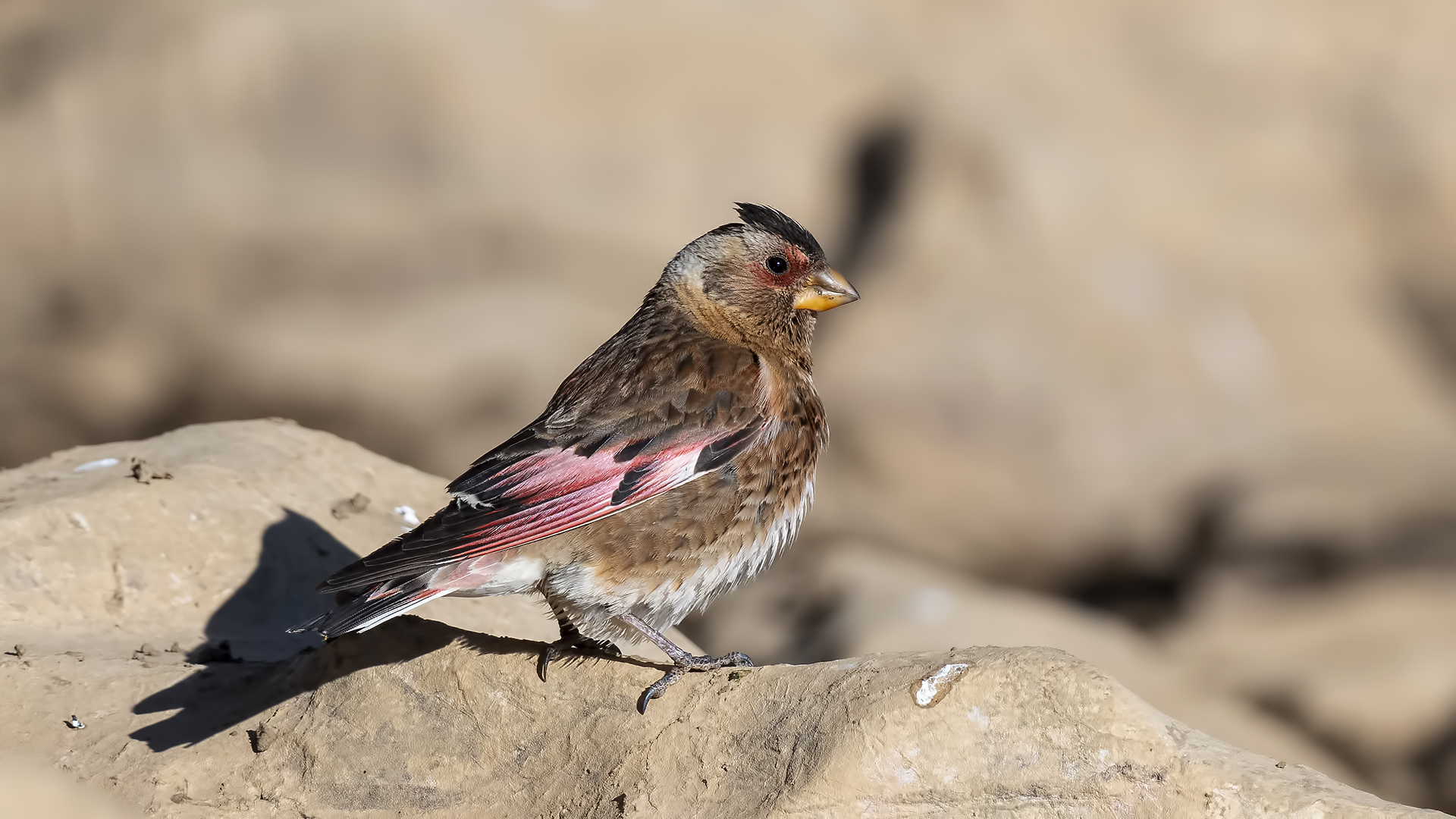 Crimson-winged Finch